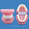 Modelo natural natural del oficio del diente del tamaño (R080111)